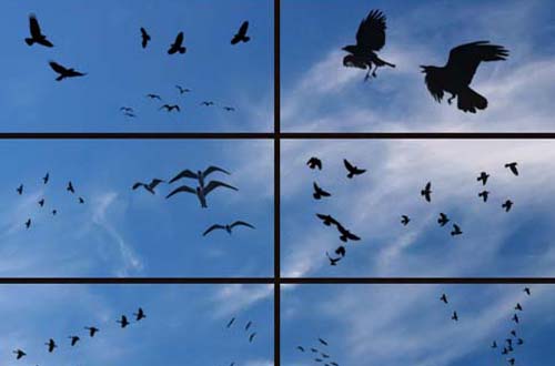 photoshop birds brushes