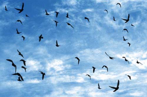 photoshop birds brushes