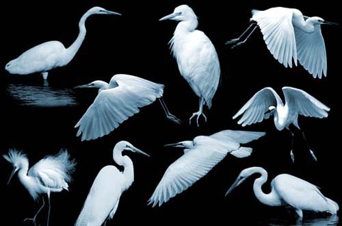 photoshop birds brushes