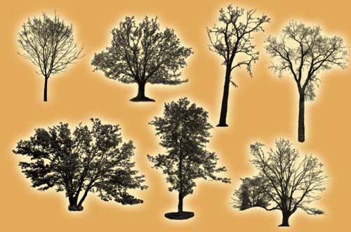 photoshop tree brushes