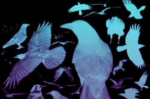 photoshop birds brushes