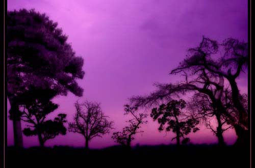 photoshop tree brushes