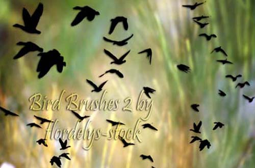 photoshop birds brushes