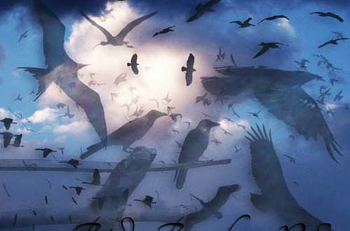 photoshop birds brushes