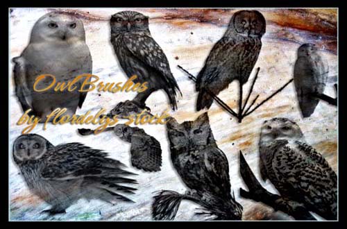 photoshop birds brushes