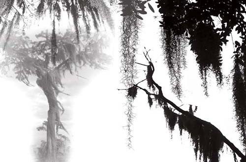 photoshop tree brushes