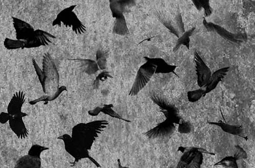 photoshop birds brushes