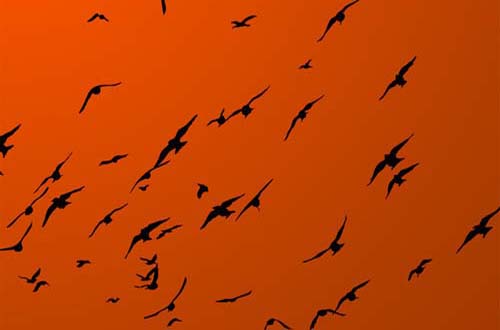 photoshop birds brushes