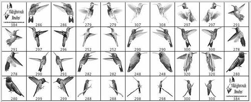 photoshop birds brushes