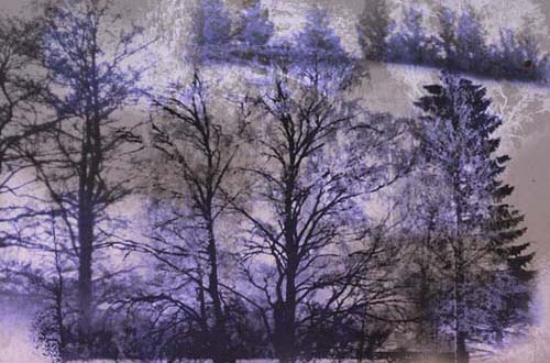 photoshop tree brushes