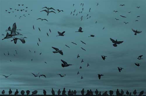 photoshop birds brushes