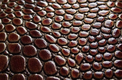 snake textures